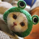 Awgusu Adorable Pet Funny Hat Cartoon Frog Shape Pet Cap Weaving Puppy Cat Hat Pet Grooming Supplies for Everyday Decoration Christmas Halloween Decoration Use 1PCS