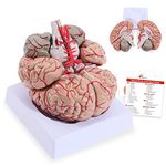 ASINTOD Medical Human Brain Artery Model, Detachable Adult Size Brain Artery Anatomy Model, Hand-Paint Location Number Human Brain Anatomical Model with Tray