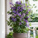 YouGarden Clematis Taiga, Established Climbing Plant in 9cm Pot with Unique Summer Flowers, Ready to Plant