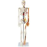 Miniature 35" Skeleton with Nerves, Veins and Arteries