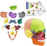 AUTENS 15-Parts Anatomy Skull Model, Palm-Sized Mini Human Exploded Skull Model, Color Skull Model Medical Dental Clinic Teaching Equipment, Teaching-Learning Tool Fun Toys Skull Puzzle