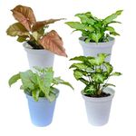 Indian Gardens - Syngonium plant 4 different varities with white premium pot indoor Plant (Combo 1)