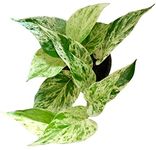 The Four Seasons Marble Queen Pothos Money Plant | Epipremnum Aureum | Natural Live Plant in Pot