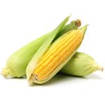 Fresh Corn on the Cob 10 units | Husk On