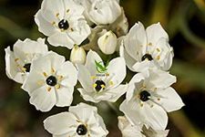 FERNFLY® IMP. Ornithogalum | Chinchi Rinchi Chincherinchee Excellent Quality Bulbs for Attractive Aromatic Flowers Home outdoor Gardening Plants Flowering Bulbs (pack of 6, White princess Australia)