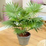 GardenersDream Livistona Tropical Palm Plant in Pot - Decorative Air Purifying Indoor Plant for Home or Office - Live Evergreen House Plant - Great Gifts for Plant Lovers (30-40 cm)