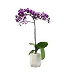 Purple Phalaenopsis Live Orchid Pla