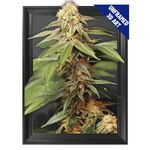 Trippy Marijuana Weed Plant 3D Poster Wall Art Decor Print | 11.8 x 15.7 | Lenticular Posters & Pictures | Photo Memorabilia Gift for Guys & Girls Bedroom | Cool Hippie Psychedelic Sativa Pot Leaf Bud