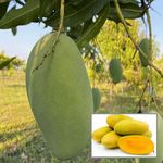 HAPING Dasheri Mango Aam Grafted Fruit Live Plant (1.5-3 Feet Height)