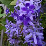 Online Plant Bazar Nilmoni Petrea volubilis Queen's Wreath Purple Wreath vine Flower Live Plant-N1