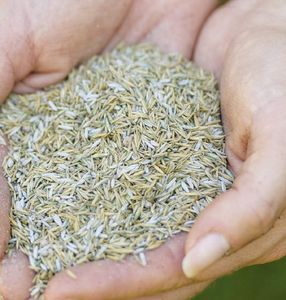 Gro-Sure Smart Grass Seed – 80m² Lawn Coverage