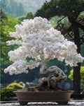 White Willow Bonsai Tree – Live Plant