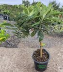 Loquat Fru