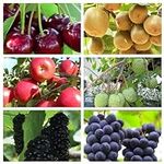Mixed Fruit Seeds for Planting - 10