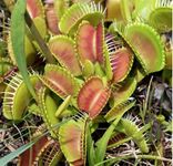 1 x Venus Fly Trap Plant - Dionaea MUSCIPULA Carnivorous Healthy Indoor Plant, Natural Fly Catcher, Easy Care - Exotic Air-Purifying Houseplant, Educational Plants for Children - 9cm Pot