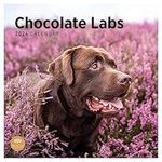 2024 Chocolate Labs Monthly Wall Calendar by Bright Day, 12 x 12 Inch