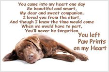 Chocolate Brown Labrador Dog Fridge Magnet Lab Gift - Pet loss bereavement Paw Prints on my Heart Gift