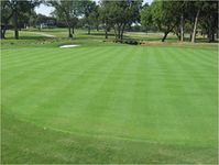 Penncross Creeping Bent Grass Seeds- 1 Lb of Putting Green Seed, Bentgrass, Bentgrass Seed Garden, Lawn, Supply, Maintenance