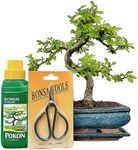 Bonsai Trees (7yr Old S Style Elm Gift Set)