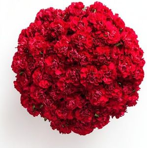 100 Red Carnation- Fresh Flowers- Beautiful Gift for Anniversary, Birthday, Congratulations, Wedding, or Just Because (OM)