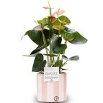 Anthurium Pink with Pot, Houseplant Real Indoor Plant for Office, Home, Bedroom, Kitchen and Living Room, Perfect for Clean Air, Delivered Next Day