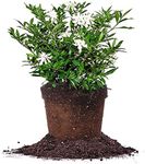 Perfect Plants Frostproof Gardenia 