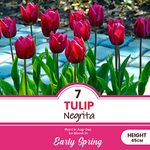 6 x Tulip Negrita – Famously Most Perennial Tulip – Deep Purple Satin Finished Flowers – Sure to Grab Attention – for Your Beautiful Garden