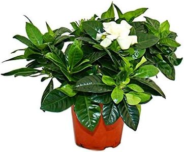 Gardenia -