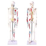 SKUMOD Human Skeleton Model, 34" Tall Skeletal Anatomy Model with Disassembled Skull, Arms and Legs to Simulate Natural Movement, with Numbered Muscle Insertion and Origin Points