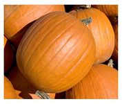 PREMIER SEEDS DIRECT PUMPKIN - MAMMOTH GOLD - 45 SEEDS - IDEAL for HALLOWEEN