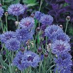 Cornflower Dwarf Jubilee gem Hardy Annual Blue-Bottle Seeds (150 Seeds) by Thompson and Morgan