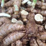 Creative Farmer Seedstores : 100 Grams Of Precious Curcuma Aromatic Kasturimanjal (Cosmetic Turmeric Or Aromatic Turmeric) Rhizomes For Growing Propagation