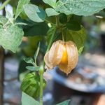 Outsidepride 2000 Seeds Perennial Cape Gooseberry Physalis Peruviana Goldenberry Fruit Plant Seeds