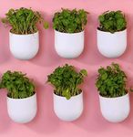 BLUME Bubble Small Wall Hanging Planters| Hanging Flower Pot, Hook Hanging Plastic Plant Pot Container Set For Indoor, Outdoor Living, Home, Gardening, Set Of 6 (White)