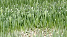 Barley Seeds For Fodder