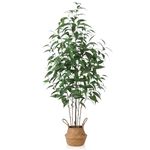 National Tree Company Indoor Plants