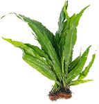 CANTON AQUATICS Live Java Fern Microsorum Pteropus Bare Root Plant - Great for Modern Aquariums - Provides Shelter to Baby Fish - Fast Growth, Long Lasting & Easy to Care Aquatic Plants - Medium