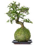 Tranquil Plants Chinese Elm Bonsai Tree | Kokedama House Plant with Green Moss Ball for Bedroom -Office | Home Decor Indoor House Plants Gardening Gifts- 10 Years 25cm High (Plant with Tray)