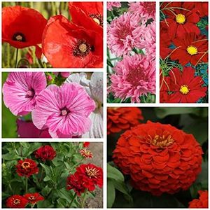 Outsidepride 5000 Seeds Annual Red Wild Flower Seed Mix for Planting