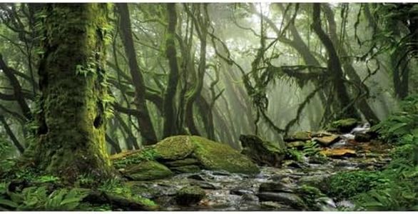 AWERT Foggy Forest Terrarium Background Stream Green Huge Tree Reptile Habitat Background Tropical Rainforest Aquarium Background 36x18 inches Durable Polyester Background