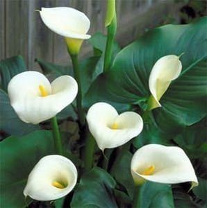 Giant White Calla Lily Bulbs