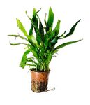 Live Aquatic Plants, Easy Aquarium Plants (Java Fern from Tropica), Potted