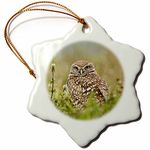 3dRose orn_89009_1 Burrowing Owl, Cape Coral, Florida-Us10 Aje0205-Adam Jones-Snowflake Ornament, 3-Inch, Porcelain