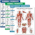 Palace Learning 4 Pack - Dumbbell Workouts + Barbell Workouts + Bodyweight Workouts + Muscle - Set of 4 Workout Charts (18” x 24”, LAMINATED)