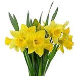 Daffodil Spring Bulbs - 'Dutch Master' - 12 x Bulb Pack - Premium Quality Bulbs - Daffodil Bulbs - Daffodils - Garden Ready + Ready to Plant