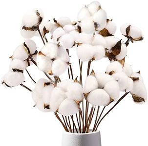 DomeStar Cotton Stems, Natural Dried Cotton 8 Packs Total 15 Bolls Cotton Sprigs Cotton Blooms Floral Stems for Vase Fillers