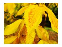 Tree Online Nursery Rare Hornbeam Maple Acer carpinifolia, Hardy Tree, Fishbone-Like Veins on Leaves, Ideal for Small Gardens, 25-30cm Tall in a 7cm Pot, green