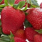 20 Honeoye Strawberry Fruit Plants 