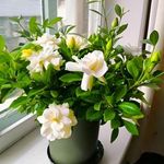 Hybrid gardenia flower live plant||gandhoraj flower live plant For Garden Pack of 1