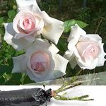 1 Fragrant Rosa Swan Lake Pure White Flower Climbing English Rose Bare Rooted Bush Plant -Brighten Garden Outdoor Landscape Shrub Border Walkway Hedge